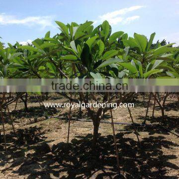 Plumeria Rubra Trees photo-3