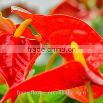 Wholesale Natural Fresh Anthurium Flowers fresh cut flowers wholesale for wedding