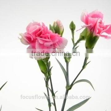 most popular soap flower carnation export flowers long lasting