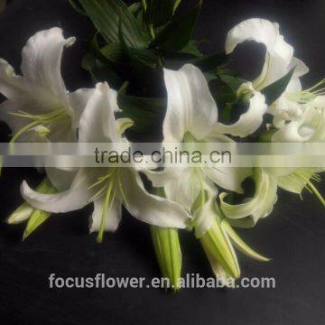 Artificial Easter Lily Flower White Lily Planting Flower Wholesale
