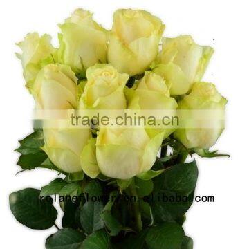 Promotional flower backdrop black rose bushes for sale peach avalanche rose for decoration from yunnan