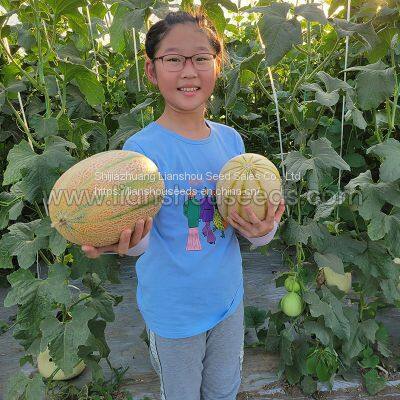 M176 F1 Janna Type Hybrid Melon Seed photo-3