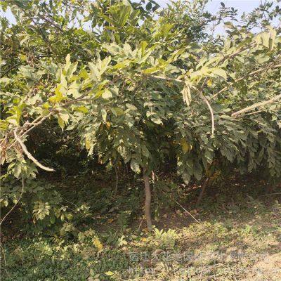 This Year, the Price of a Wisteria Sapling With a Ground Diameter of 1 Cm, a Climbing Plant in Jiangsu Area, From a Ground Cover Plant Base photo-4