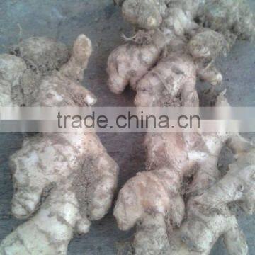 HOT GINGER FROM VIETNAM NEW DROP 2016