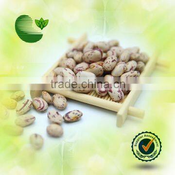 Light Speckled Kidney Beans (American Round Type)