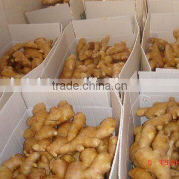Organic ginger root at China ginger market price