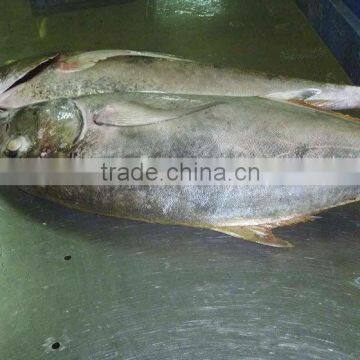 Whole Round Bigeye Trevally Frozen Fish photo-3
