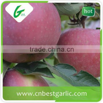 Grade A organic fresh fuji apple