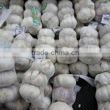Cheap Wholesale Natural White Fresh Garlic Supplier photo-2