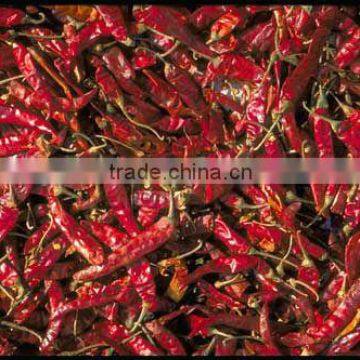 BEST QUALITY RED CHILI EXPORTER photo-6
