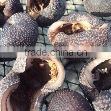 Vietnam Dried Sea Cucumber