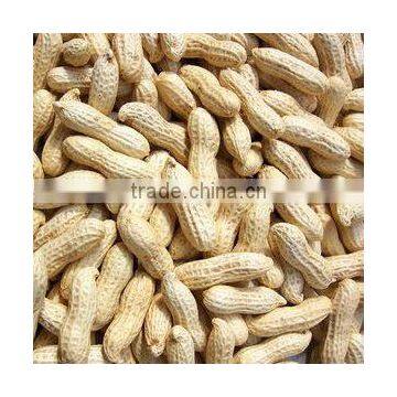 Chinese good quality raw peanuts in shell