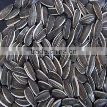 Chinese Hybrid Sunflower Seed for Planting photo-2