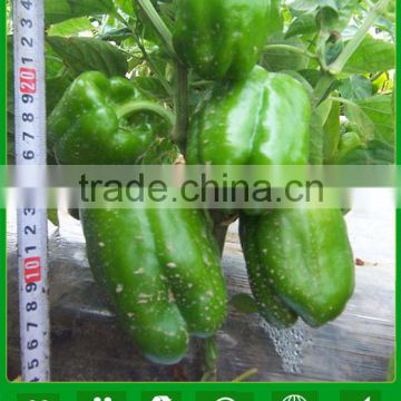 SP23 No.605 f1 hybrid green bell pepper seeds, vegetable seeds, hybrid sweet pepper seeds