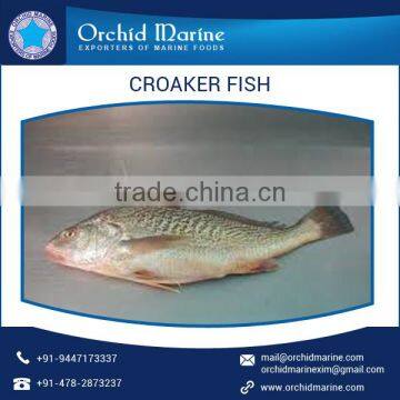 Good Taste Fresh and Organic Frozen Croaker Fish From Reputed Manufacturer photo-2