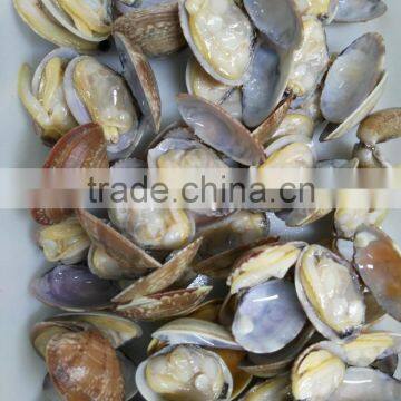 Frozen whole cleaned sea food baby clam with shell