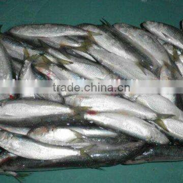 2016 High Quality Frozen Sardine for Bait photo-2