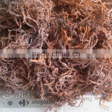 Eucheuma Cottoni photo-4