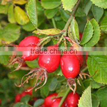 pure rosehip oil with lowest price