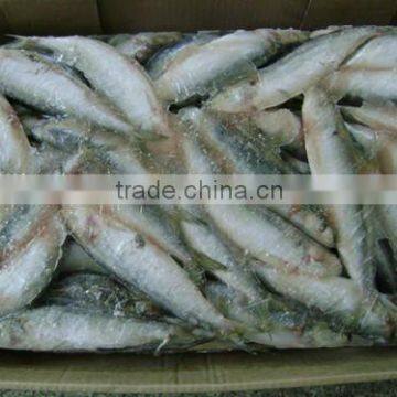 Frozen Small Size Sardine for Canning