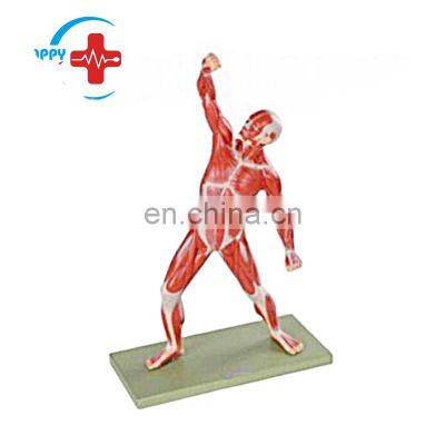 HC-S237 Medical Science PVC Human Body Anatomical Muscle simulation/Human Body Muscle anatomy Model