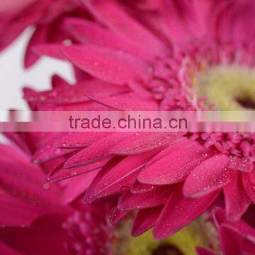 Colorful Purple Petal colorful 2016 gerbera flower