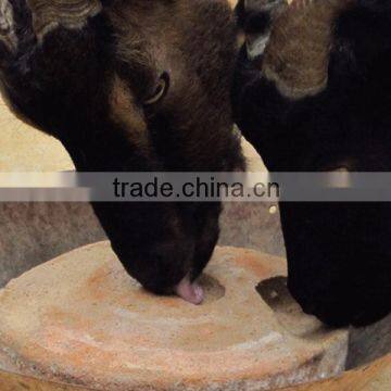 Where to Buy the High Quality Mineral Salt Block Machine photo-5