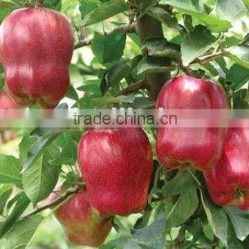 china apple