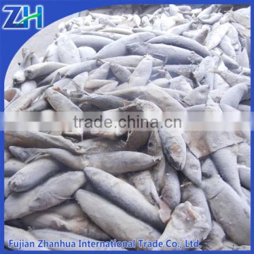 frozen fish bait fishing wholesale sardine mackerel