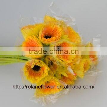 Fresh promotional long stem flowers fresh cut gerbera