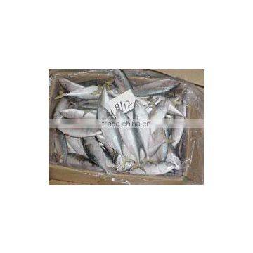 Fresh Frozen Indian Mackerel