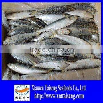 Frozen Fish Meal Best Sardine