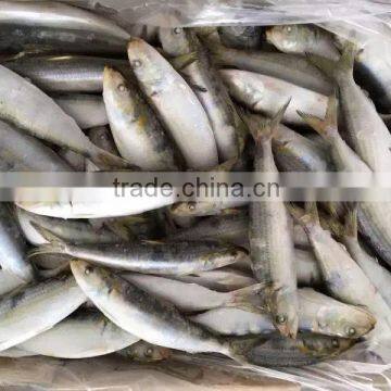 Frozen Sardine (6-8pcs/kg )