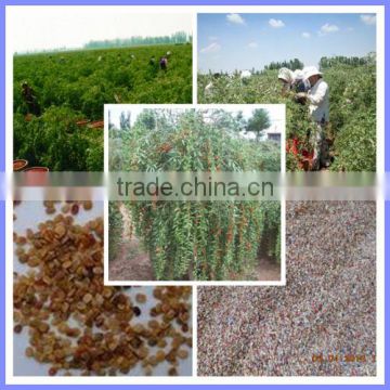 How to grow goji berries from ningxia goji berry plant seeds for sale benefits of goji berries