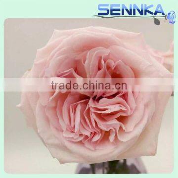 Rose flower wholesale fresh preserved flower,wedding decoration