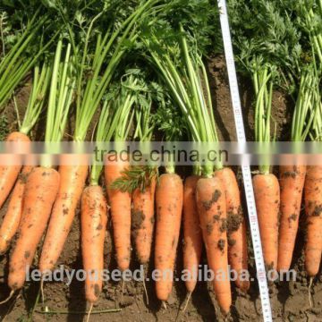 CA03 Hongguan mid maturity Chinese hybrid carrot seeds for planting