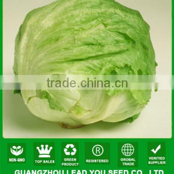 LT05 mary extremely early maturity iceberg lettuce seeds