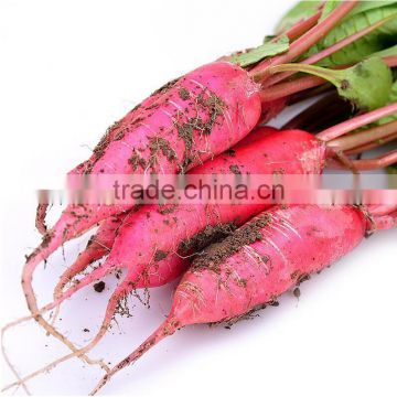 Cold resistant radish seeds 501