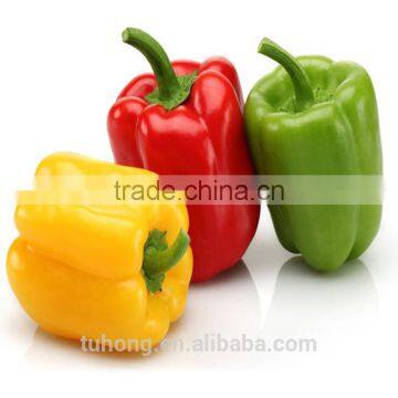 Chinese Vegetable Seed F1 Hybrid Bell Pepper Seed