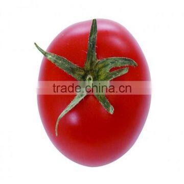 2016 F1 hybrid best tomato seeds red price with high quality