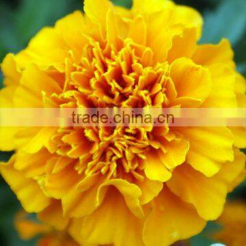 Best price Fresh cut flowers yellow carnation fresh carnation