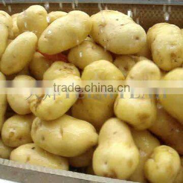 TW-1500A Potato Cleaning Peeling Machine photo-5