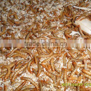 Nutrient Bird Food Chubby Mealworms / Organic Chicken Feed Mealworm photo-4