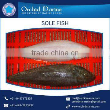 Cleaned and Processed Fresh Frozen Sole Fish from Trusted Manufacturer