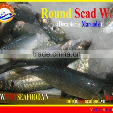 WHOLE ROUND FROZEN ROUND SCAD