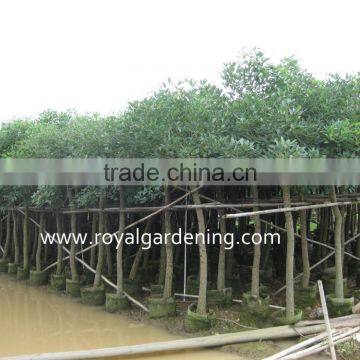 Erythrina crista project and gardening trees