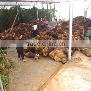 cycas revoluta loading place