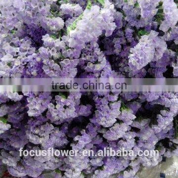 A grade fresh cut statice myosotis cut flower from Yunnan