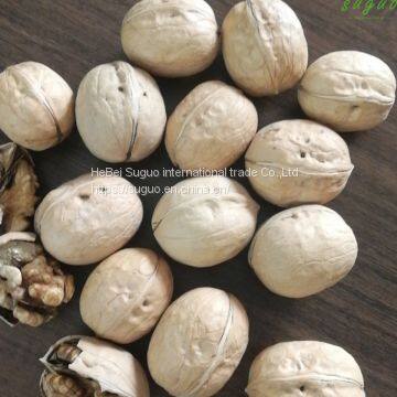 2020 Wholesaler Best Price 33 Walnuts Inshell for Sale photo-4