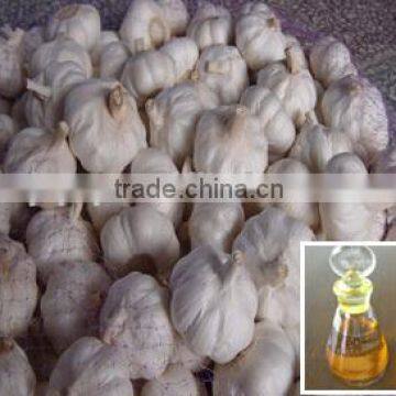 hot sale garlic oil for food and pharmaceutical grade